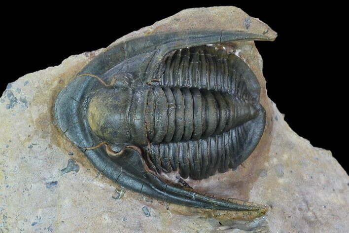 Dalejeproetus Trilobite - Uncommon Moroccan Proetid #128959